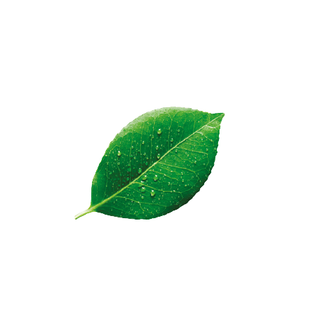 feuille verte feuille verte